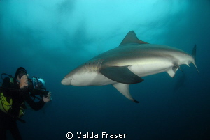 Just checking you out. by Valda Fraser 